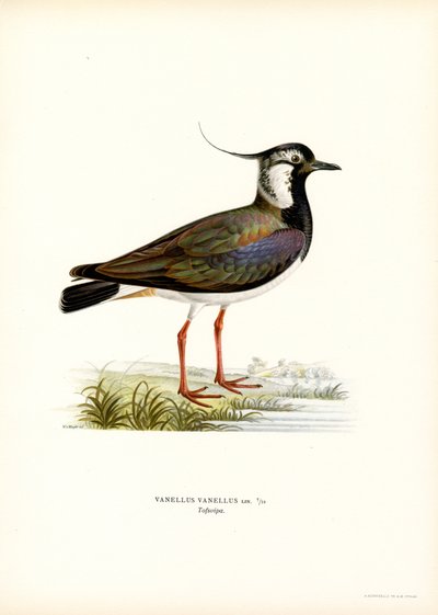 Avefría (litografía en color) de Magnus Ferdinand and Wilhelm von Wright