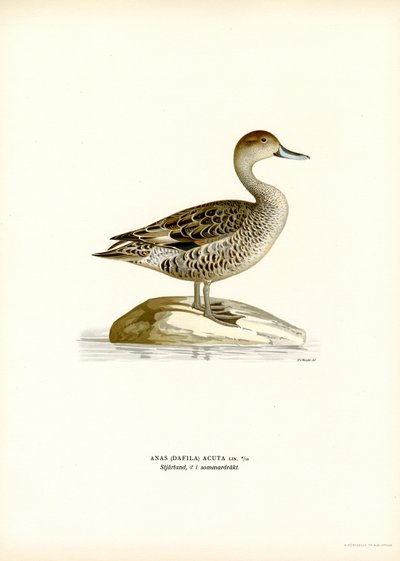 Ánade rabudo (litografía en color) de Magnus Ferdinand and Wilhelm von Wright