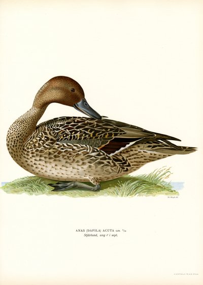 Ánade rabudo (litografía en color) de Magnus Ferdinand and Wilhelm von Wright