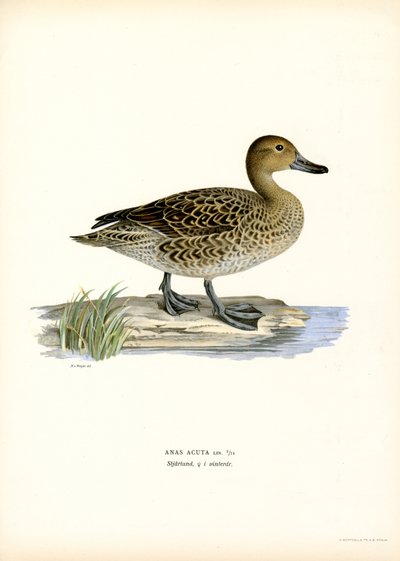 Ánade rabudo (litografía en color) de Magnus Ferdinand and Wilhelm von Wright