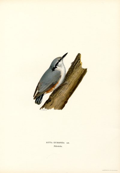 Nuthatch (litografía en color) de Magnus Ferdinand and Wilhelm von Wright