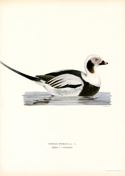 Pato Oldsquaw (litografía en color) de Magnus Ferdinand and Wilhelm von Wright