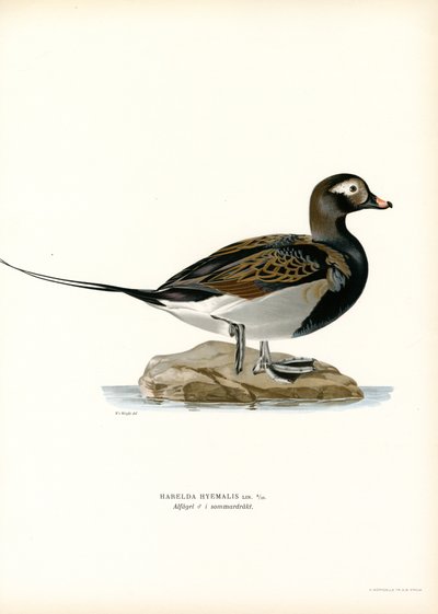 Pato Oldsquaw (litografía en color) de Magnus Ferdinand and Wilhelm von Wright