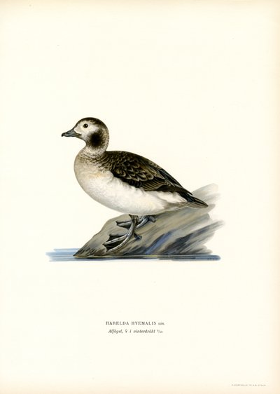 Pato Oldsquaw (litografía en color) de Magnus Ferdinand and Wilhelm von Wright