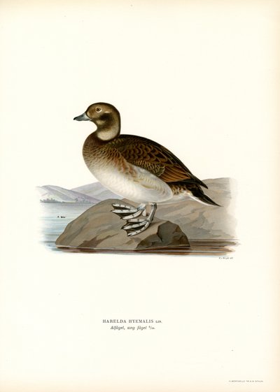 Pato Oldsquaw (litografía en color) de Magnus Ferdinand and Wilhelm von Wright