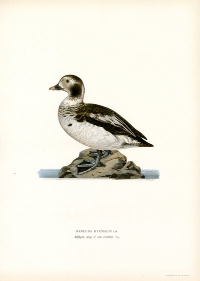 Pato Oldsquaw (litografía en color) de Magnus Ferdinand and Wilhelm von Wright