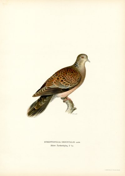 Tórtola oriental (litografía en color) de Magnus Ferdinand and Wilhelm von Wright