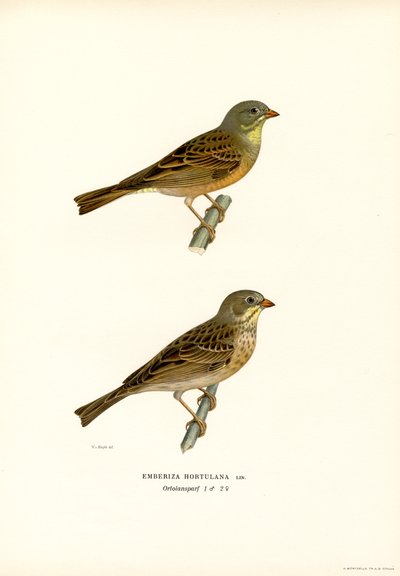 Escribano hortelano (litografía en color) de Magnus Ferdinand and Wilhelm von Wright