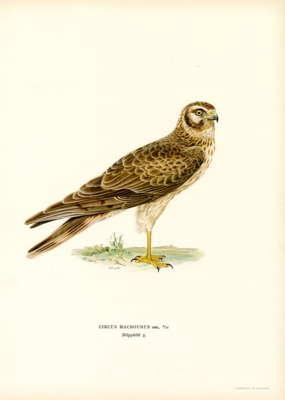 Aguilucho pálido (litografía en color) de Magnus Ferdinand and Wilhelm von Wright