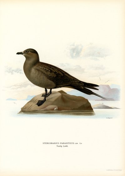 Parasitic Jaeger (litografía en color) de Magnus Ferdinand and Wilhelm von Wright