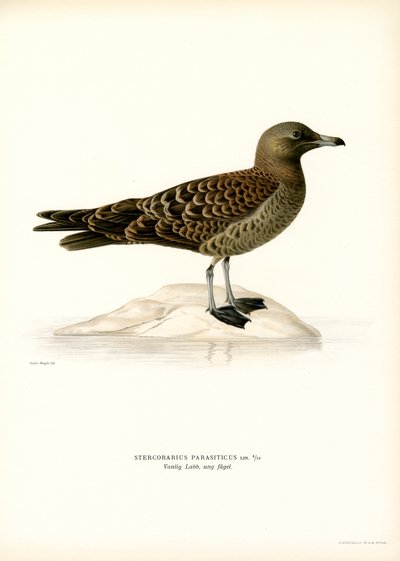 Parasitic Jaeger (litografía en color) de Magnus Ferdinand and Wilhelm von Wright