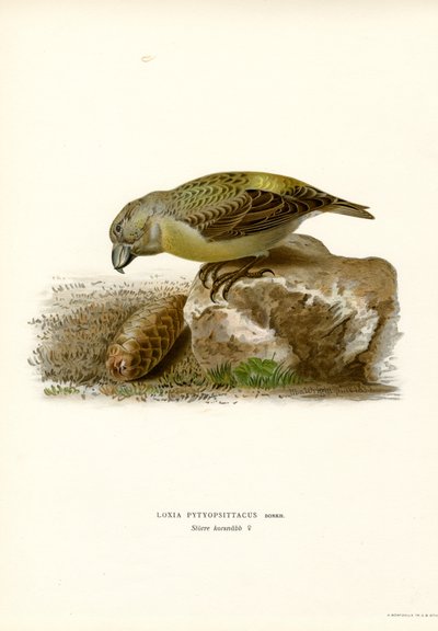 Piquituerto (litografía en color) de Magnus Ferdinand and Wilhelm von Wright
