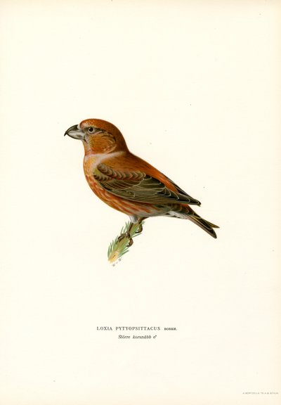 Piquituerto (litografía en color) de Magnus Ferdinand and Wilhelm von Wright