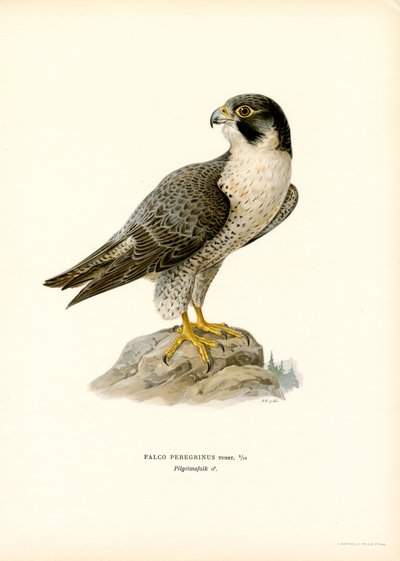 Halcón peregrino (litografía en color) de Magnus Ferdinand and Wilhelm von Wright