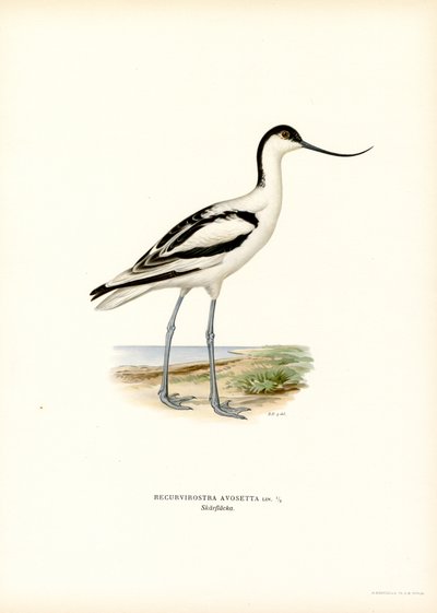 Pie de avoceta (litografía en color) de Magnus Ferdinand and Wilhelm von Wright