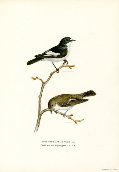 Papamoscas cerrojillo (litografía en color) de Magnus Ferdinand and Wilhelm von Wright