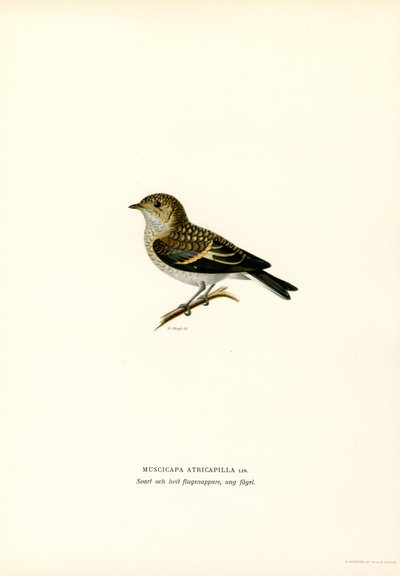 Papamoscas cerrojillo (litografía en color) de Magnus Ferdinand and Wilhelm von Wright