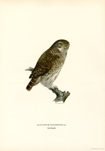 Búho pigmeo (litografía en color) de Magnus Ferdinand and Wilhelm von Wright
