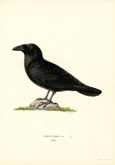 Raven (litografía en color) de Magnus Ferdinand and Wilhelm von Wright