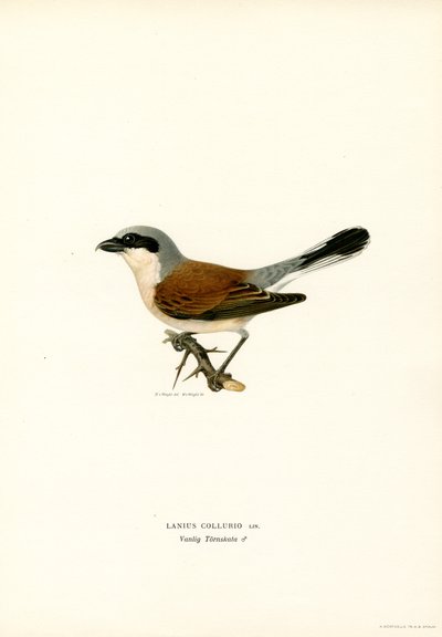 Alcaudón dorsirrojo (litografía en color) de Magnus Ferdinand and Wilhelm von Wright