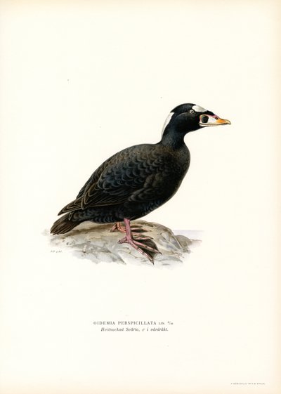 Piquituerto (litografía en color) de Magnus Ferdinand and Wilhelm von Wright