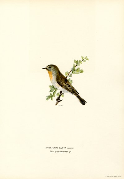 Papamoscas de pecho rojo (litografía en color) de Magnus Ferdinand and Wilhelm von Wright