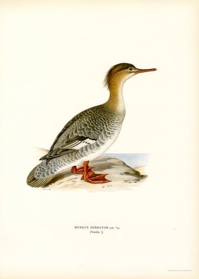 Cernícalo patirrojo (litografía en color) de Magnus Ferdinand and Wilhelm von Wright