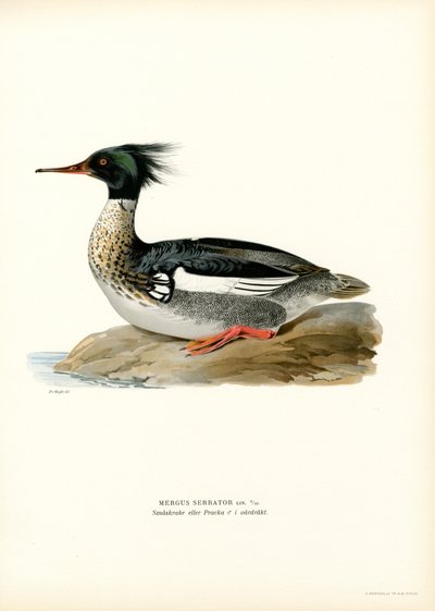 Cernícalo patirrojo (litografía en color) de Magnus Ferdinand and Wilhelm von Wright