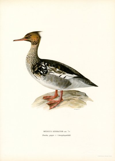 Cernícalo patirrojo (litografía en color) de Magnus Ferdinand and Wilhelm von Wright