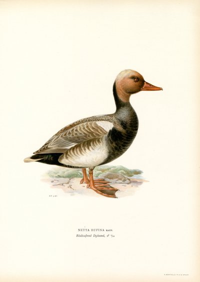 Pato de cresta roja (litografía en color) de Magnus Ferdinand and Wilhelm von Wright