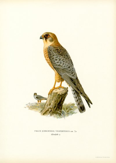 Halcón de patas rojas (litografía en color) de Magnus Ferdinand and Wilhelm von Wright