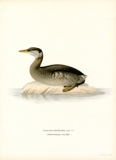 Zampullín cuellirrojo (litografía en color) de Magnus Ferdinand and Wilhelm von Wright