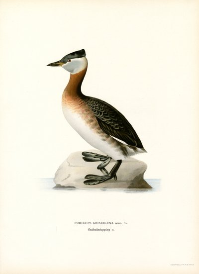 Zampullín cuellirrojo (litografía en color) de Magnus Ferdinand and Wilhelm von Wright
