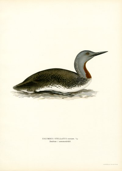 Buceador de garganta roja (litografía en color) de Magnus Ferdinand and Wilhelm von Wright
