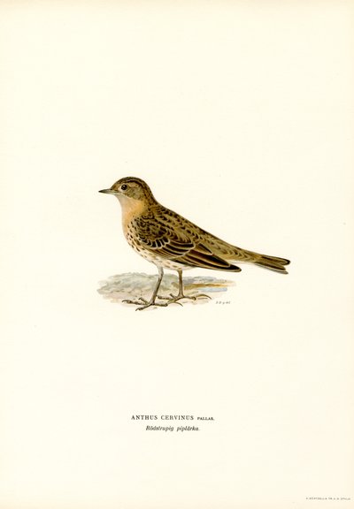 Bisbita de garganta roja (litografía en color) de Magnus Ferdinand and Wilhelm von Wright