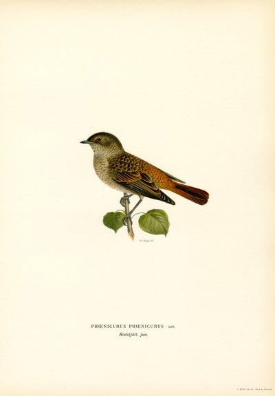 Colirrojo (litografía en color) de Magnus Ferdinand and Wilhelm von Wright