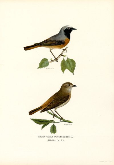 Colirrojo (litografía en color) de Magnus Ferdinand and Wilhelm von Wright