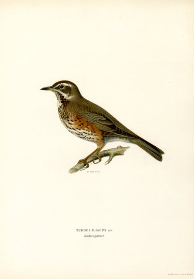 Redwing (litografía en color) de Magnus Ferdinand and Wilhelm von Wright