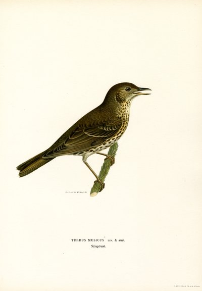 Redwing (litografía en color) de Magnus Ferdinand and Wilhelm von Wright