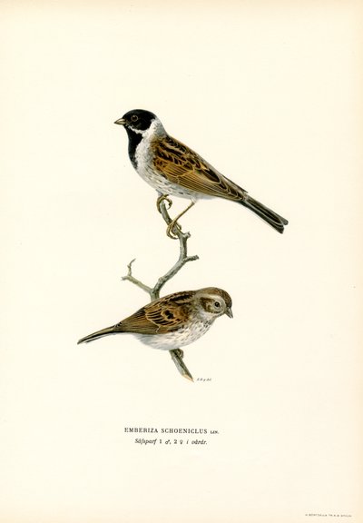 Colorín colorado (litografía en color) de Magnus Ferdinand and Wilhelm von Wright