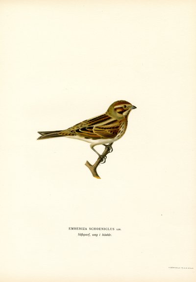 Colorín colorado (litografía en color) de Magnus Ferdinand and Wilhelm von Wright