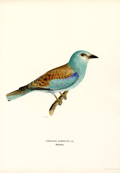 Rodillo (litografía en color) de Magnus Ferdinand and Wilhelm von Wright