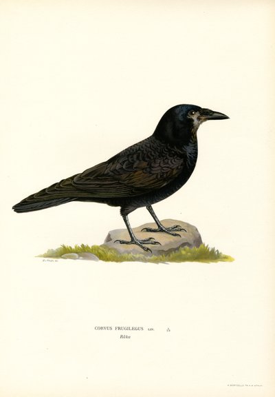 Rook (litografía en color) de Magnus Ferdinand and Wilhelm von Wright