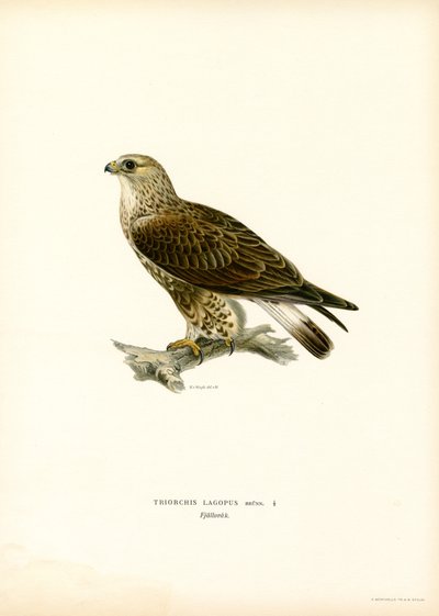 Ratonero común (litografía en color) de Magnus Ferdinand and Wilhelm von Wright