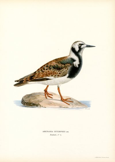 Tordo (litografía en color) de Magnus Ferdinand and Wilhelm von Wright