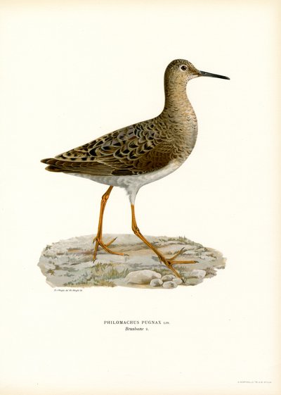 Ruff (litografía en color) de Magnus Ferdinand and Wilhelm von Wright