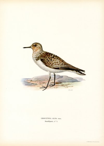 Lirio de los pantanos (litografía en color) de Magnus Ferdinand and Wilhelm von Wright