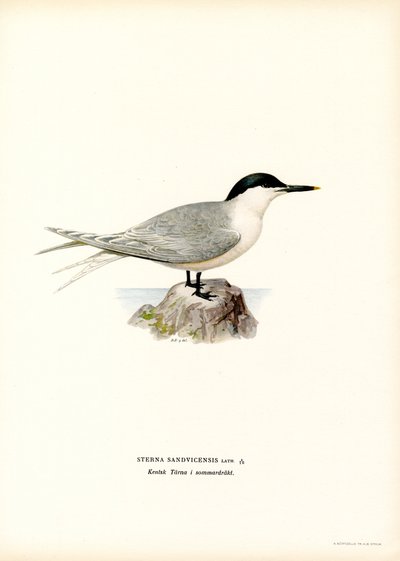 Gaviotín común (litografía en color) de Magnus Ferdinand and Wilhelm von Wright