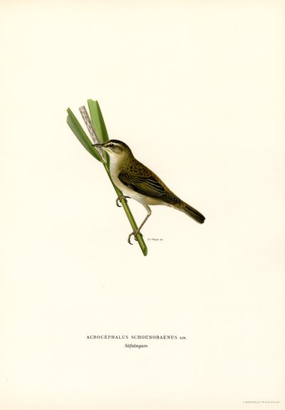 Carricero común (litografía en color) de Magnus Ferdinand and Wilhelm von Wright