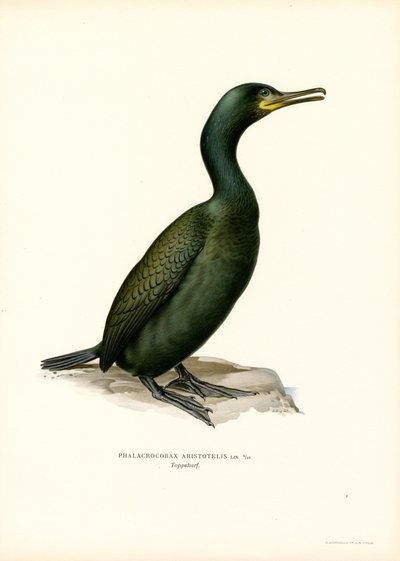 Shag (litografía en color) de Magnus Ferdinand and Wilhelm von Wright